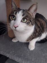 MISHA, Katze, Europäisch Kurzhaar in Rumänien