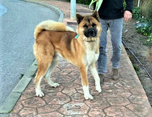 CLARO, Hund, Akita Inu in Spanien - Bild 1