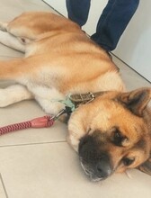 CLARO, Hund, Akita Inu in Spanien - Bild 3