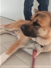 CLARO, Hund, Akita Inu in Spanien - Bild 4