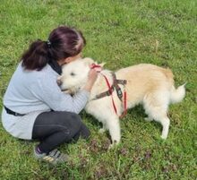 BRUNHILDE, Hund, Mischlingshund in Rumänien - Bild 3