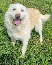 BRUNHILDE, Hund, Mischlingshund in Rumänien - Bild 4