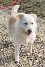BRUNHILDE, Hund, Mischlingshund in Rumänien - Bild 5