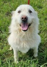 BRUNHILDE, Hund, Mischlingshund in Rumänien - Bild 6