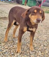 LORD, Hund, Mischlingshund in Rumänien - Bild 2