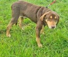 LORD, Hund, Mischlingshund in Rumänien - Bild 5
