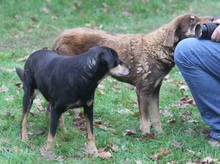 LORD, Hund, Mischlingshund in Schwarmstedt - Bild 11