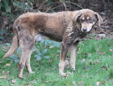 LORD, Hund, Mischlingshund in Schwarmstedt - Bild 12