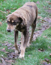 LORD, Hund, Mischlingshund in Schwarmstedt - Bild 15