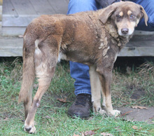 LORD, Hund, Mischlingshund in Schwarmstedt - Bild 16