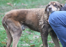 LORD, Hund, Mischlingshund in Schwarmstedt - Bild 19