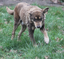 LORD, Hund, Mischlingshund in Lauenau - Bild 22