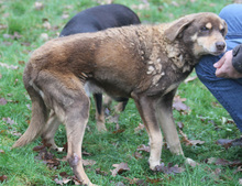 LORD, Hund, Mischlingshund in Lauenau - Bild 23