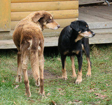 LORD, Hund, Mischlingshund in Lauenau - Bild 26