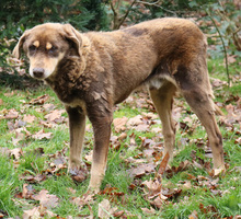 LORD, Hund, Mischlingshund in Lauenau - Bild 27