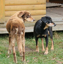LORD, Hund, Mischlingshund in Lauenau - Bild 29
