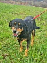 LEA, Hund, Mischlingshund in Rumänien - Bild 3