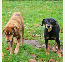 LEA, Hund, Mischlingshund in Schwarmstedt - Bild 10