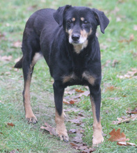 LEA, Hund, Mischlingshund in Schwarmstedt - Bild 2