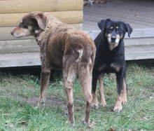 LEA, Hund, Mischlingshund in Lauenau - Bild 21