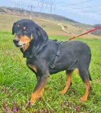 LEA, Hund, Mischlingshund in Lauenau - Bild 22