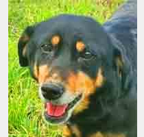 LEA, Hund, Mischlingshund in Lauenau - Bild 23
