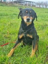 LEA, Hund, Mischlingshund in Lauenau - Bild 25