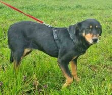 LEA, Hund, Mischlingshund in Lauenau - Bild 26