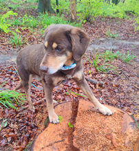 LEA, Hund, Mischlingshund in Lauenau - Bild 27