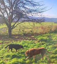 LEA, Hund, Mischlingshund in Lauenau - Bild 28