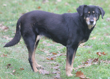 LEA, Hund, Mischlingshund in Schwarmstedt - Bild 3