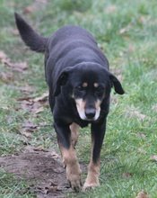 LEA, Hund, Mischlingshund in Schwarmstedt - Bild 4