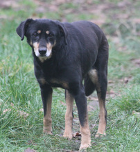 LEA, Hund, Mischlingshund in Schwarmstedt - Bild 5