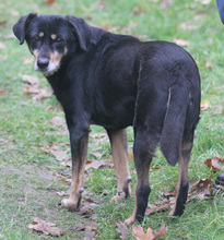 LEA, Hund, Mischlingshund in Schwarmstedt - Bild 6