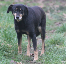 LEA, Hund, Mischlingshund in Schwarmstedt - Bild 7