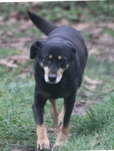 LEA, Hund, Mischlingshund in Schwarmstedt - Bild 9