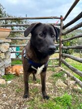 LIO, Hund, Mischlingshund in Italien - Bild 2