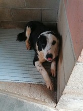 LIA, Hund, Mischlingshund in Italien - Bild 10