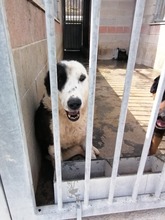 LIA, Hund, Mischlingshund in Italien - Bild 4
