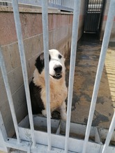 LIA, Hund, Mischlingshund in Italien - Bild 6