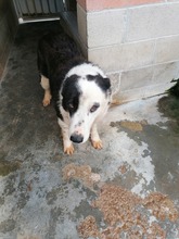 LIA, Hund, Mischlingshund in Italien - Bild 7