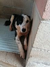 LIA, Hund, Mischlingshund in Italien - Bild 8