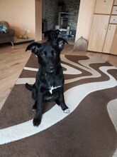 MIA, Hund, Mischlingshund in Kevelaer
