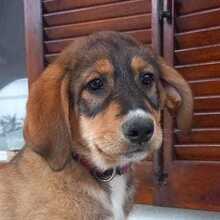 DAGOBERT, Hund, Mischlingshund in Griechenland