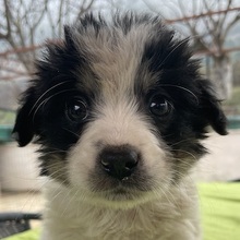 LUMPI, Hund, Mischlingshund in Griechenland