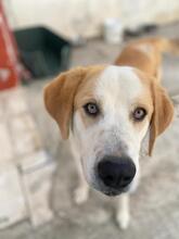 NIKKI, Hund, Mischlingshund in Griechenland - Bild 14