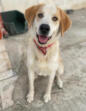 NIKKI, Hund, Mischlingshund in Griechenland - Bild 5