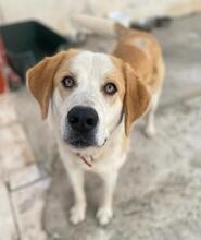 NIKKI, Hund, Mischlingshund in Griechenland - Bild 8