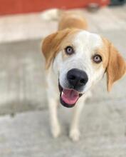 NIKKI, Hund, Mischlingshund in Griechenland - Bild 9