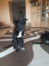 SUNNY, Hund, Mischlingshund in Kevelaer